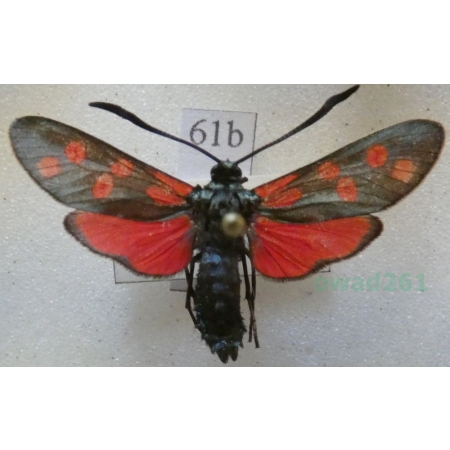 Zygaena filipendulae (Linnaeus, 1758) Kraśnik sześcioplamek Slovakia61b